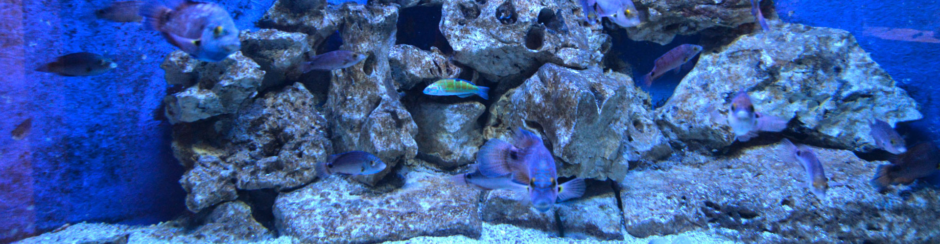 Istria Sun Aquarium Porec, Porec Attraktionen und Aktivitäten für