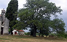 Botanisches Naturdenkmal von Gruppe A von Bäumen rund um der Hl.Ana in der Nähe von Červar