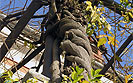 Botanički spomenik prirode Dva stabla glicinije u Labinu