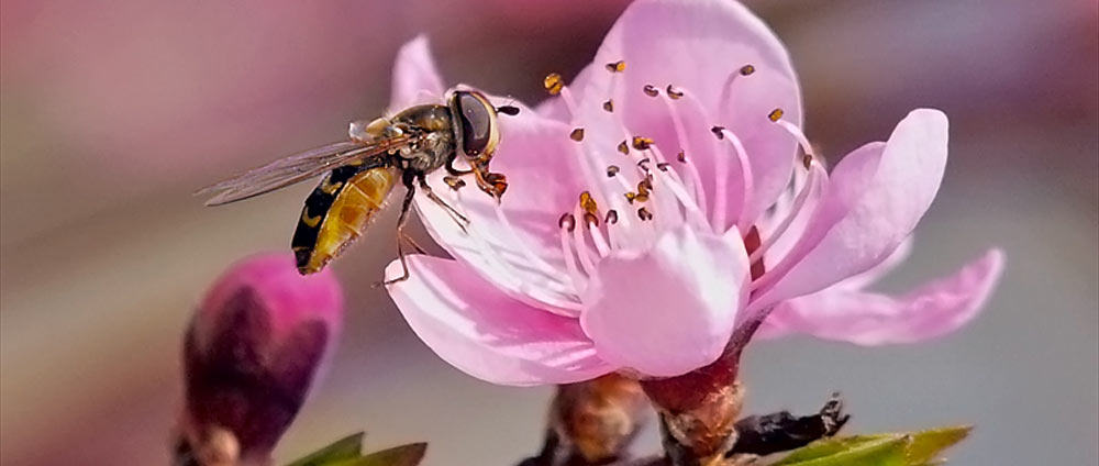 Loborika (Pula) Reiseführer für Touristen in Istrien, Kroatien