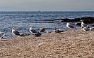 Beach Amarin, Rovinj