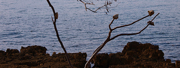 Plaža rt Babo, Rovinj Rovinj panorama