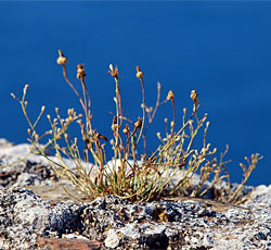 Bašanija, Istra