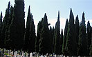 Park forest Cypress tree in the cemetery in Rovinj