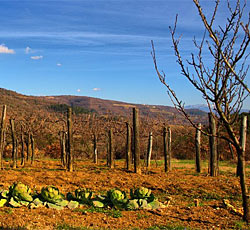 Gracisce, Istria