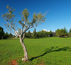 Plaža Maestral, Novigrad