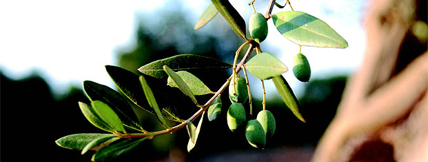 Olio di oliva in Istria