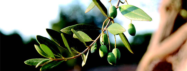 Olive oil in Istria