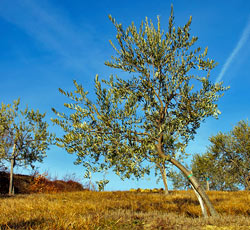 Paolija, Istra