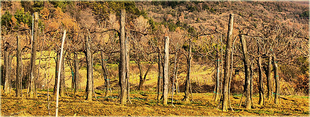 Pavicini panorama