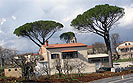 Four pine trees in Karojba