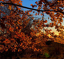 Ročko Polje, Istra