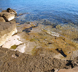 Strand Sirena, Novigrad