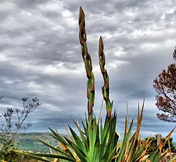 Sissano (Sisan), Istria