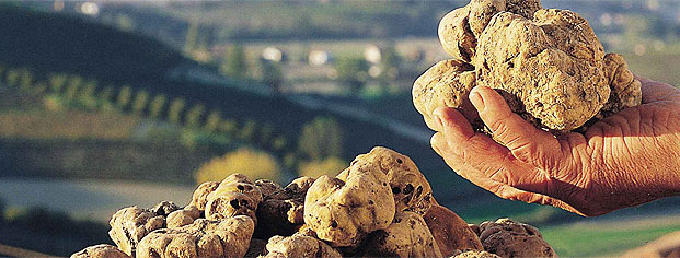 Truffles, Istria