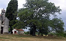 Parchi boschivi Gruppo di alberi attorno alla chiesetta di S. Anna