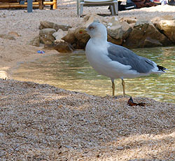 Beach Valalta, Rovinj, Rovinj