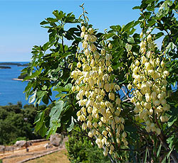 Orsera (Vrsar), Istria