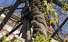 Two wisteria tree in Labin