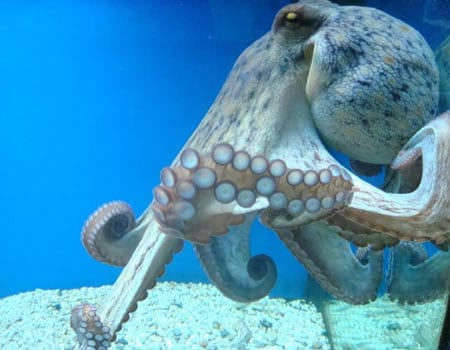 4: Aquarium Poreč
